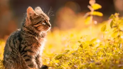 В Україну повертається тепло до +27: синоптикиня Діденко назвала дати - фото