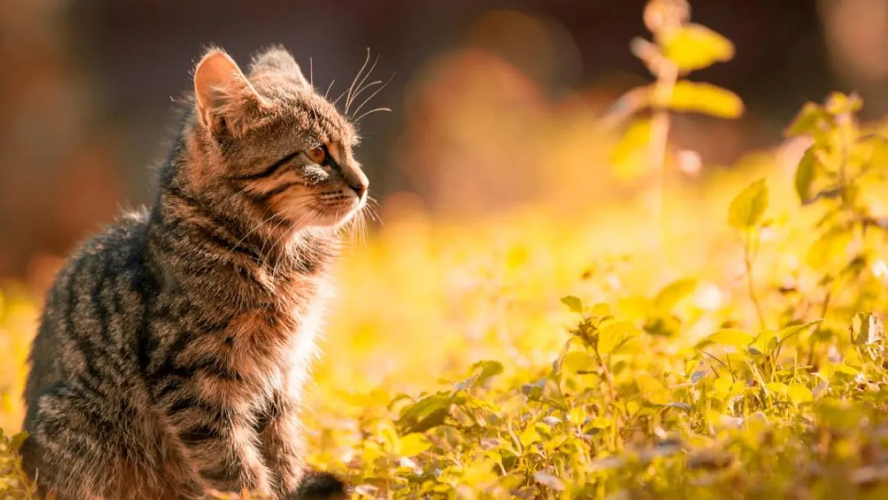 В Україну повертається тепло до +27: синоптикиня Діденко назвала дати 