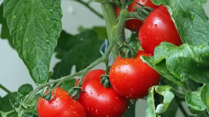 Що зробити, щоб помідори швидше дозріли: зберете ще один урожай до холодів - фото