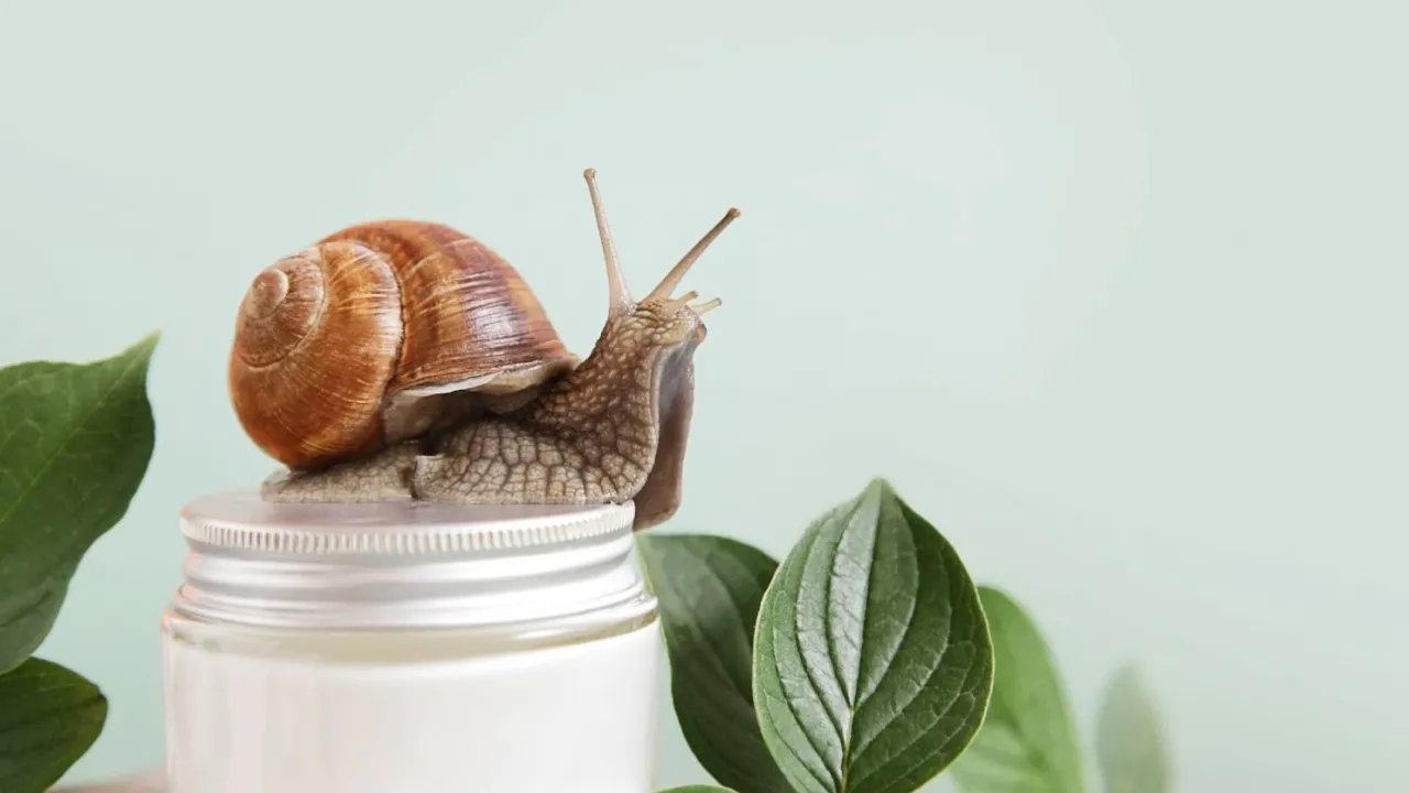 Слизь улитки в кремах для лица: модный тренд или настоящая магия? 