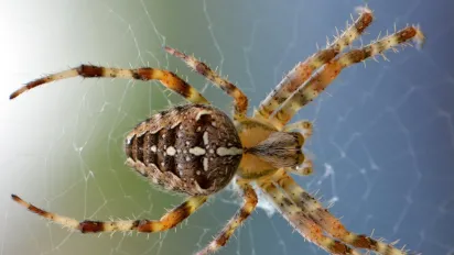 Жовтий мішечник — небезпечний павук України: як уберегтися - фото