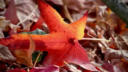 18 вересня – день святої Ірини: традиції, заборони та прикмети - фото