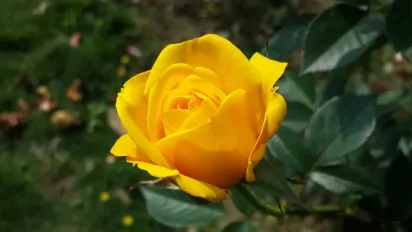 Що не можна садити біля троянд: садівники назвали 8 небажаних сусідів для цих квітів - фото