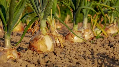 Як правильно зберігати цибулю, щоб уникнути гниття: поради городникам - фото