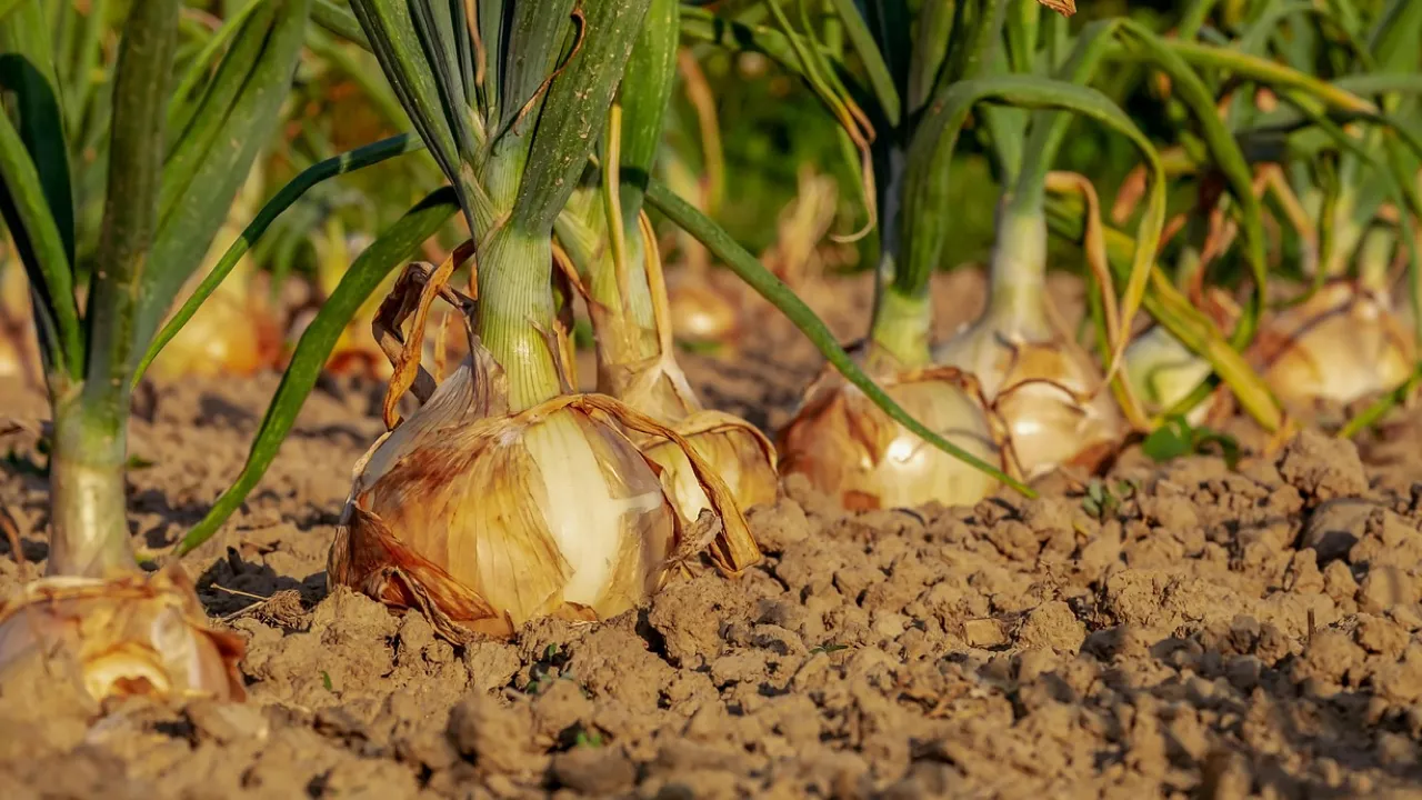 Як правильно зберігати цибулю, щоб уникнути гниття: поради городникам 