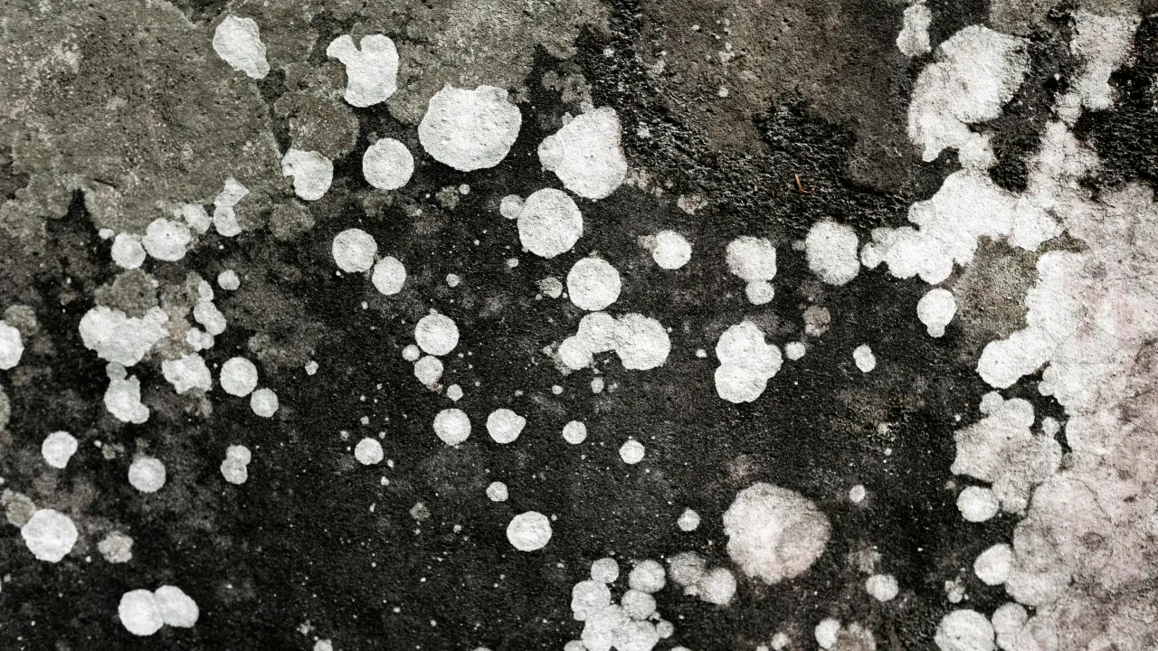 5 народних методів боротьби з пліснявою: прості рецепти й інструкції 