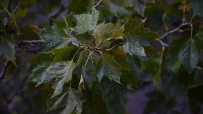 Що не можна позичати сусідам 19 вересня, щоб не накликати сльози у життя: народні прикмети - фото