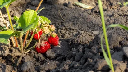 Як правильно обрати "сусідів" полуниці, щоб наступного сезону отримати максимальний врожай - фото
