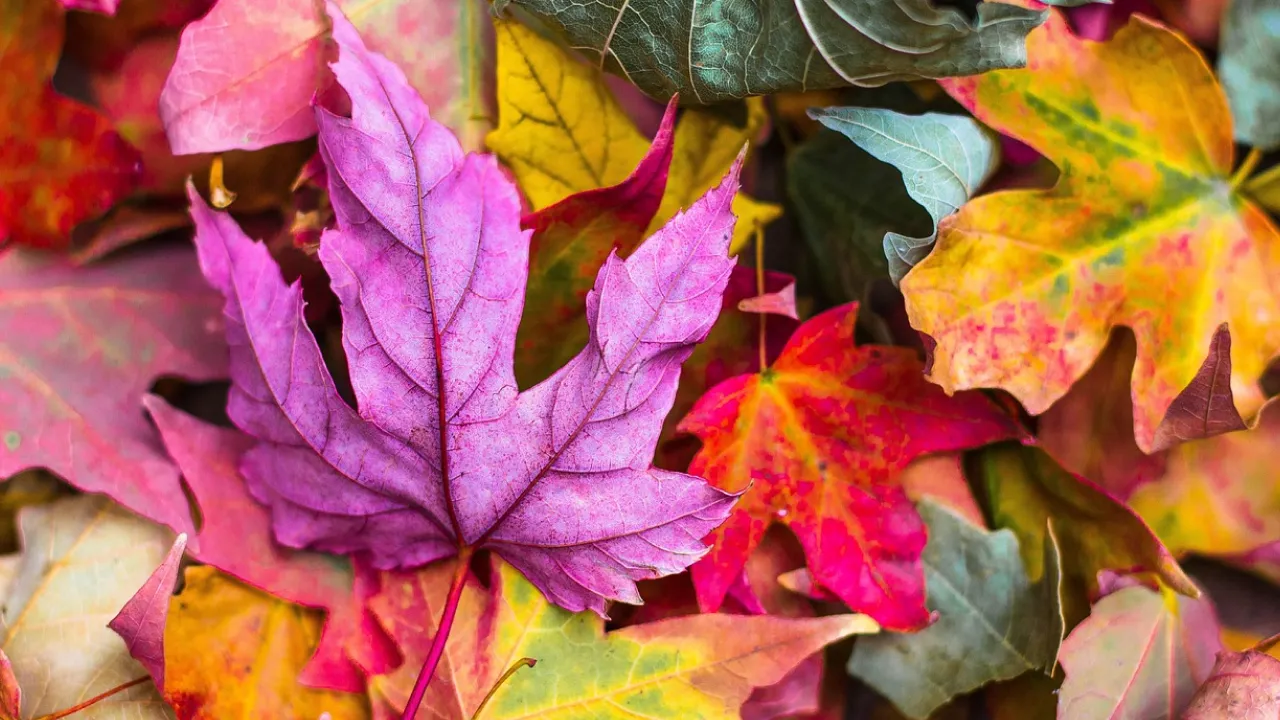 Вихідні в Україні будуть по-літньому теплими: прогноз на 20–21 вересня 