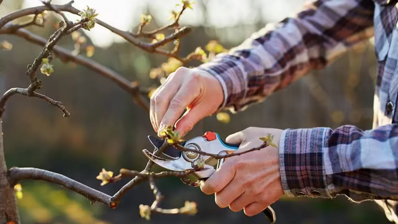 Які плодові дерева не варто обрізати восени: поради садівникам 