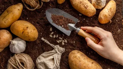 Простий метод посадки картоплі, який збільшує врожай на 40% - фото