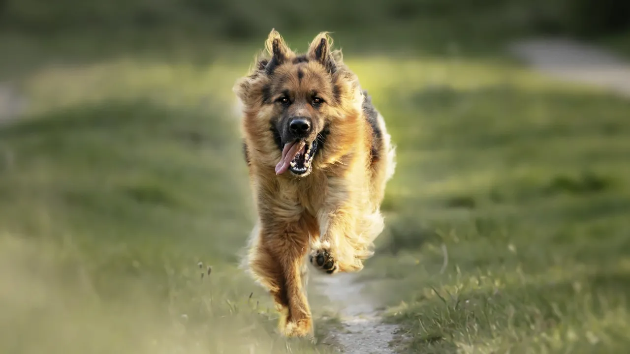 Що змушує собак гавкати на певних людей і як це контролювати 
