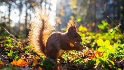 Україну накрив потужний антициклон: прогноз синоптика - фото