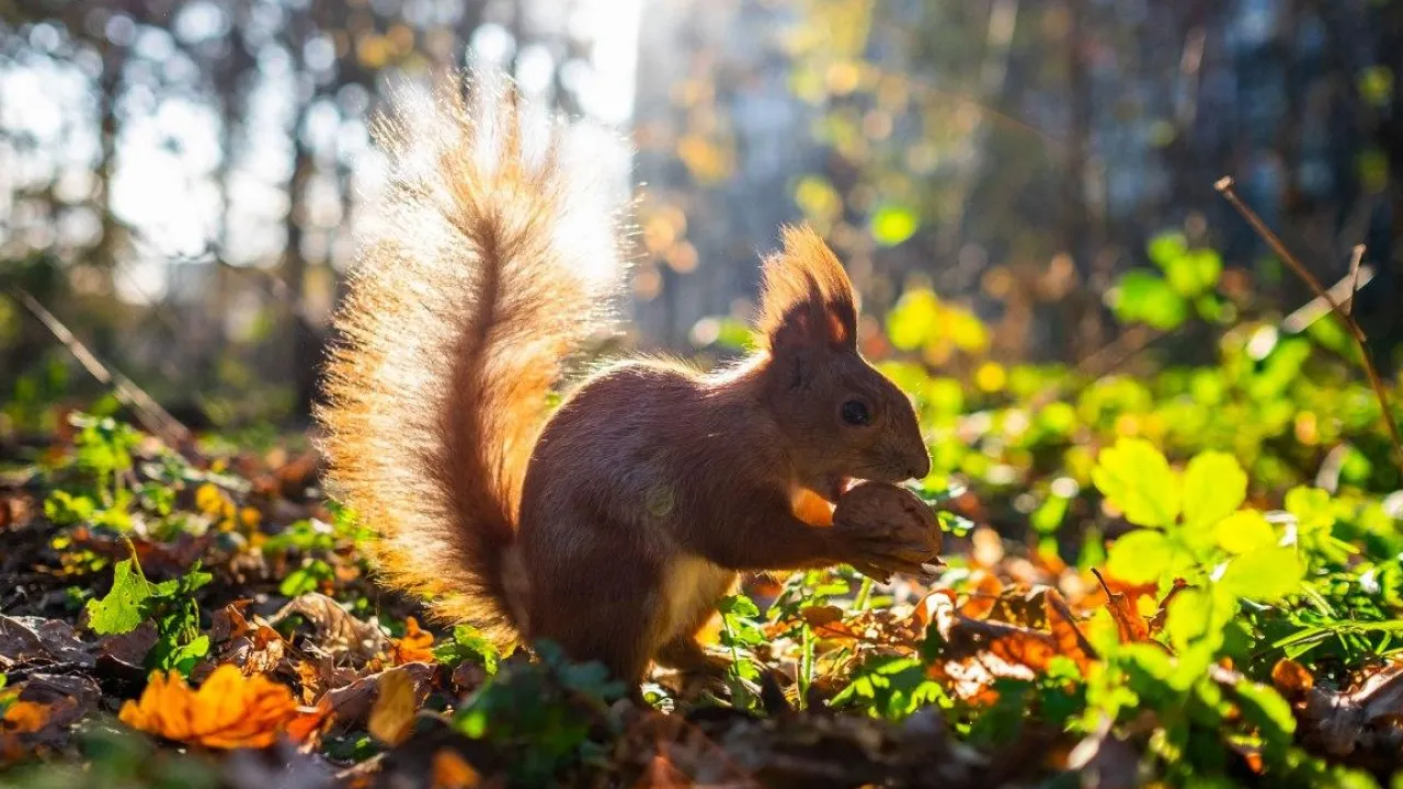 Україну накрив потужний антициклон: прогноз синоптика 