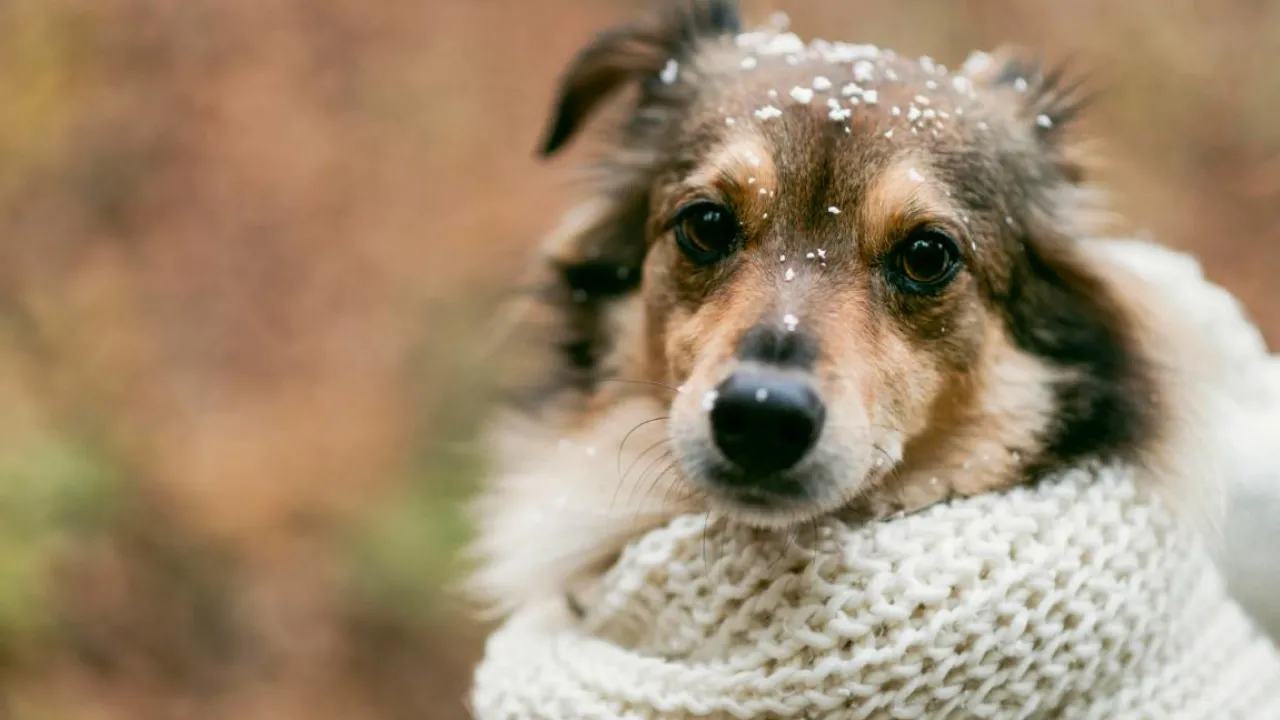 До України йде різке похолодання: синоптик розповіла, коли чекати змін 