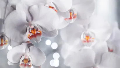 Полив орхідей кубиками льоду: міф чи ефективний метод? - фото