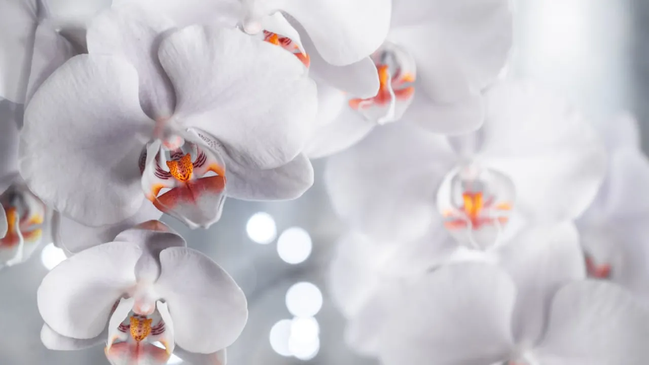 Полив орхідей кубиками льоду: міф чи ефективний метод? 