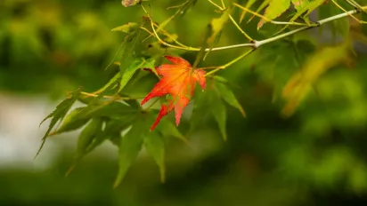 Що потрібно принести у дім 23 вересня, щоб захиститись від нечисті: народні прикмети - фото