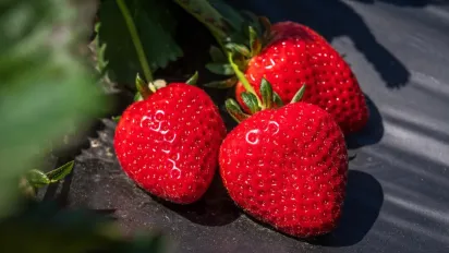 Як виростити полуницю без бур’янів: простий спосіб із соломою - фото