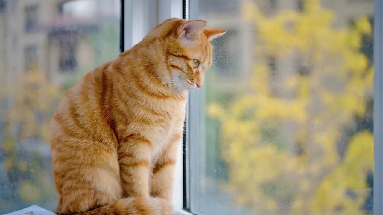 Синоптикиня Діденко повідомила, як зміниться погода в Україні 24 вересня 