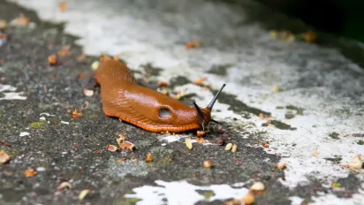 Слимаки атакують підвал: чим обробити приміщення, щоб не зіпсували овочі - фото