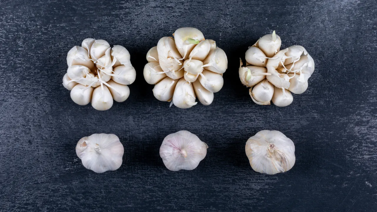 Доступний метод для вирощування великих головок часнику, який працює: лайфхак для весни 