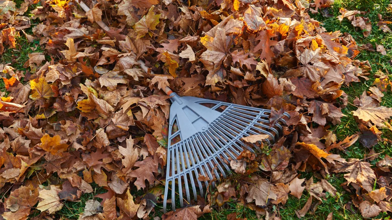 Восени не спалюйте листя: що з ним робити, аби користь була максимальною 