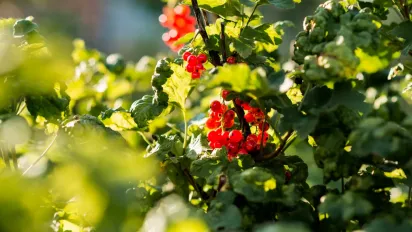 Народні прикмети: кущ, який охороняє вашу оселю від зла - фото