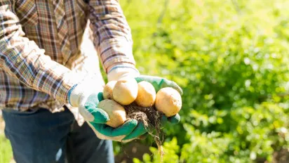 Коли краще вибирати картоплю, щоб вона довго зберігалася: поради городникам - фото