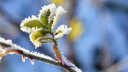 В Україні на три ночі поспіль оголосили І рівень небезпеки: де вдарять заморозки - фото