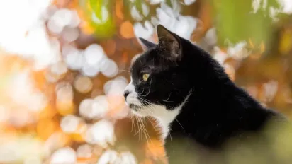 До України наближається антициклон Petralilly: як зміниться погода - фото