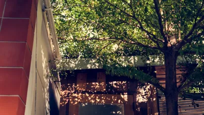 Ці дерева небезпечно садити біля дому: руйнують фундамент і труби - фото