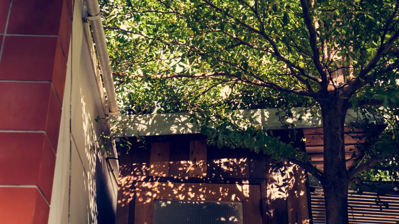 Ці дерева небезпечно садити біля дому: руйнують фундамент і труби 