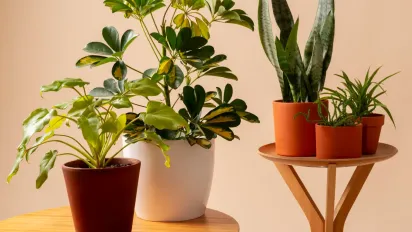 Три кімнатні рослини, які знищують плісняву у вашому будинку - фото