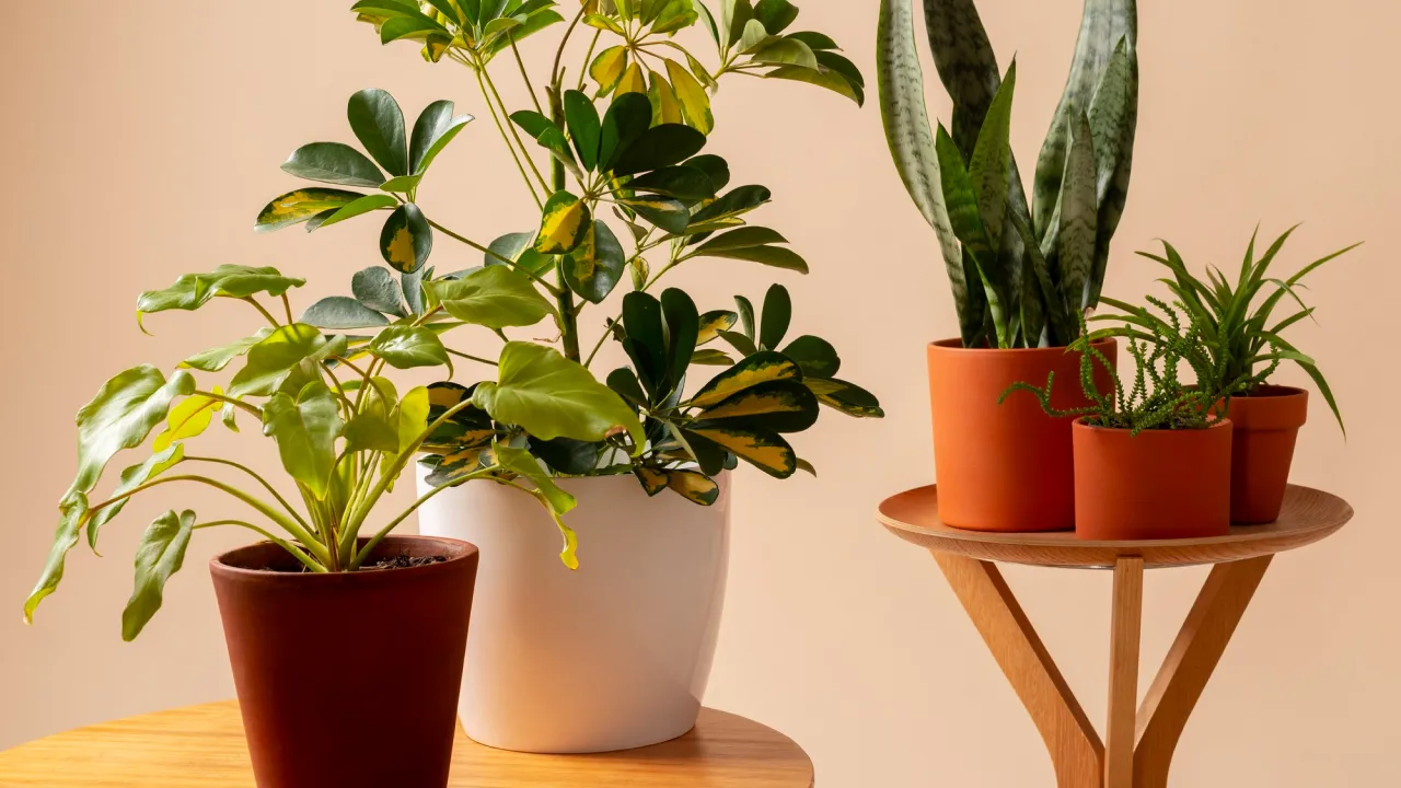 Три кімнатні рослини, які знищують плісняву у вашому будинку 