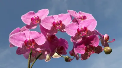 Чому в орхідеї жовтіють листя біля стовбура — основні причини і способи усунення - фото