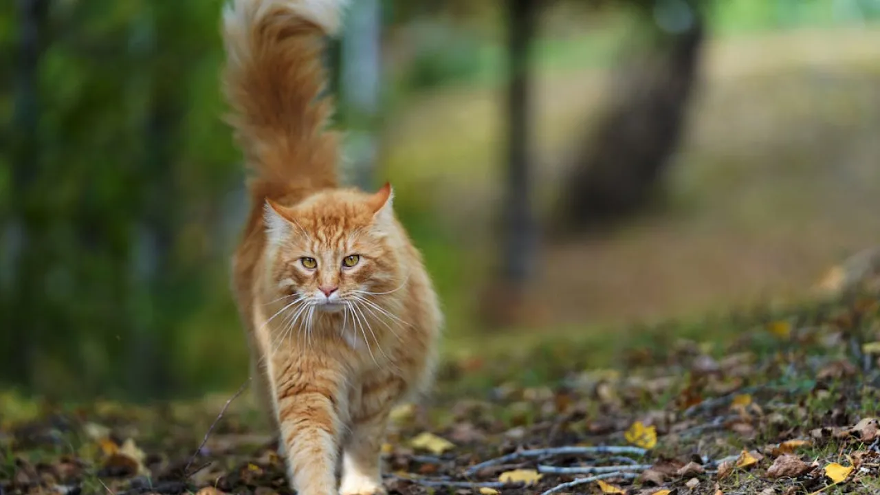 "Справжня холоднеча": синоптикиня назвала області, де 28 вересня впаде температура 