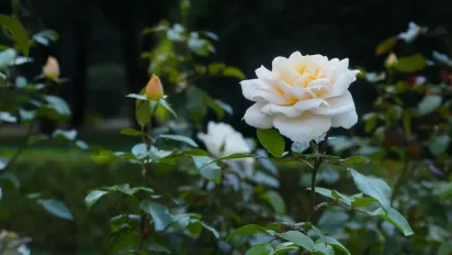 Коли і як обрізати троянди на зиму: поради садівника - фото