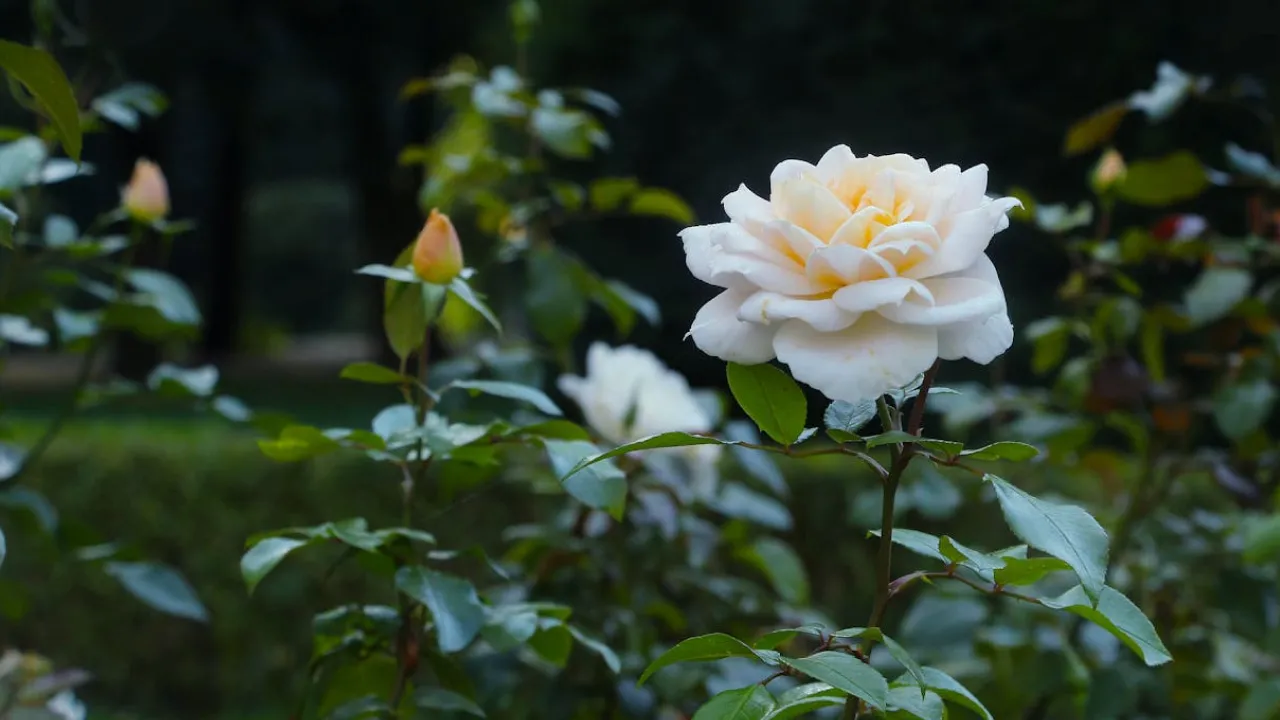 Коли і як обрізати троянди на зиму: поради садівника 