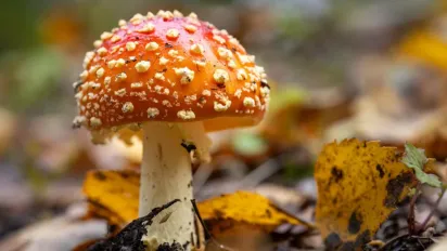 Синоптики повідомили, яка погода чекає на українців у жовтні - фото