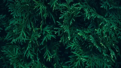 Що робити, якщо туя почала буріти: швидка допомога дереву - фото