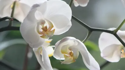 Як змусити орхідею зацвісти: корисні поради - фото