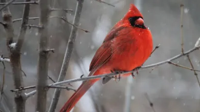 Якою буде зима 2025–2026: прогноз синоптиків - фото
