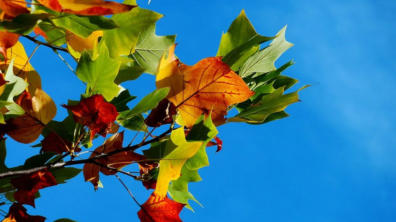 Бабине літо у жовтні: синоптик розповів, коли чекати потепління 