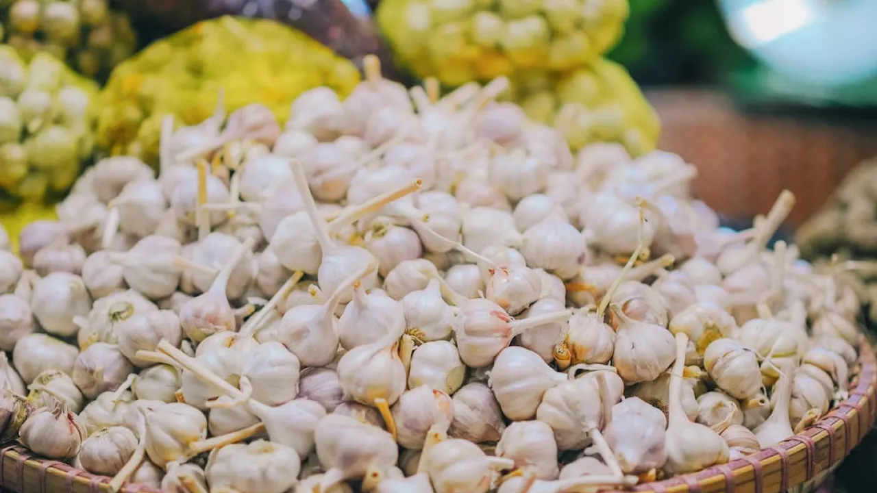 Як і коли правильно садити часник під зиму: поради для хорошого врожаю 