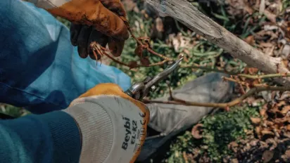 Як укрити троянди на зиму, щоб навесні вони знову зацвіли: покрокова інструкція - фото