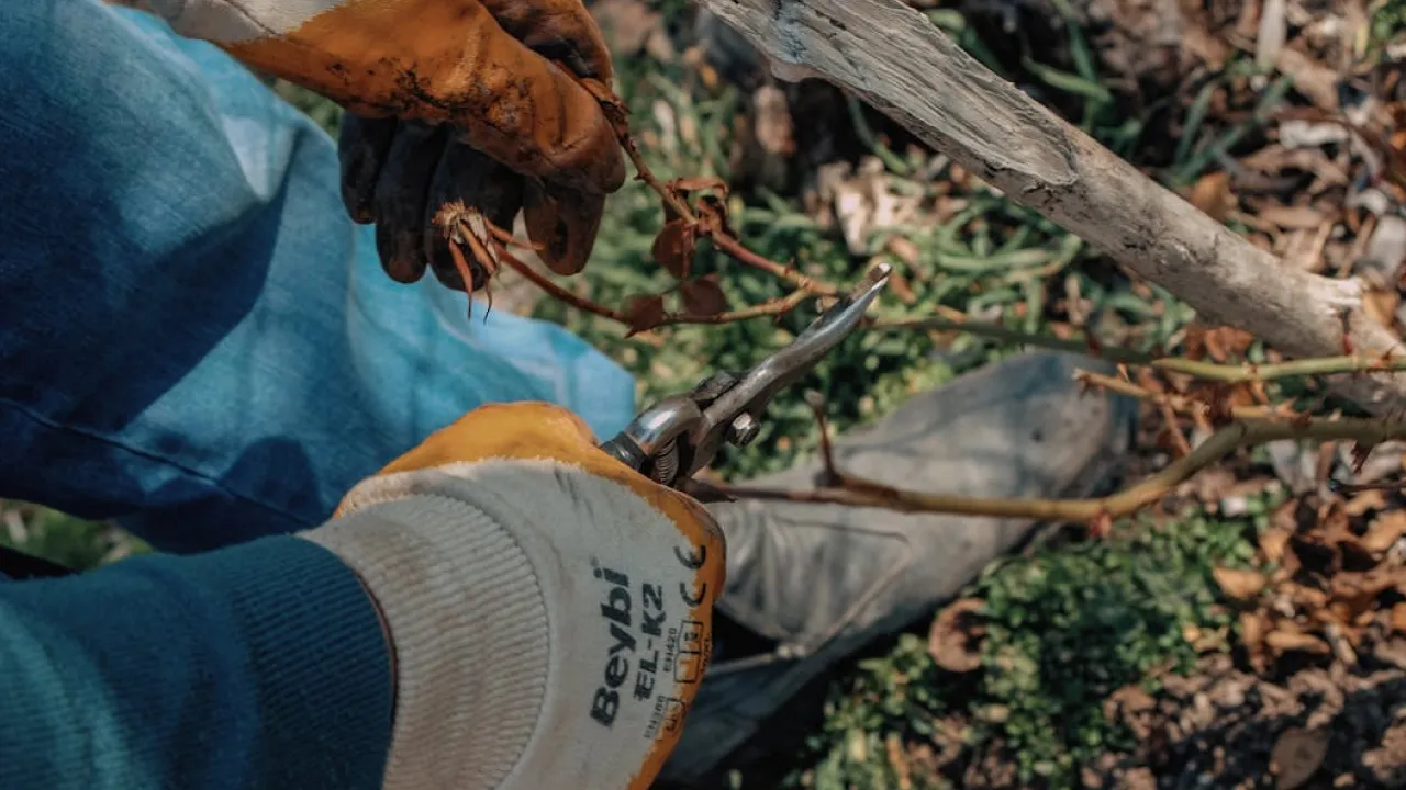 Як укрити троянди на зиму, щоб навесні вони знову зацвіли: покрокова інструкція 