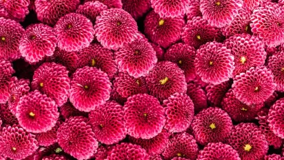 Досвідчені садівники радять: уникайте цих помилок при вирощуванні хризантем - фото