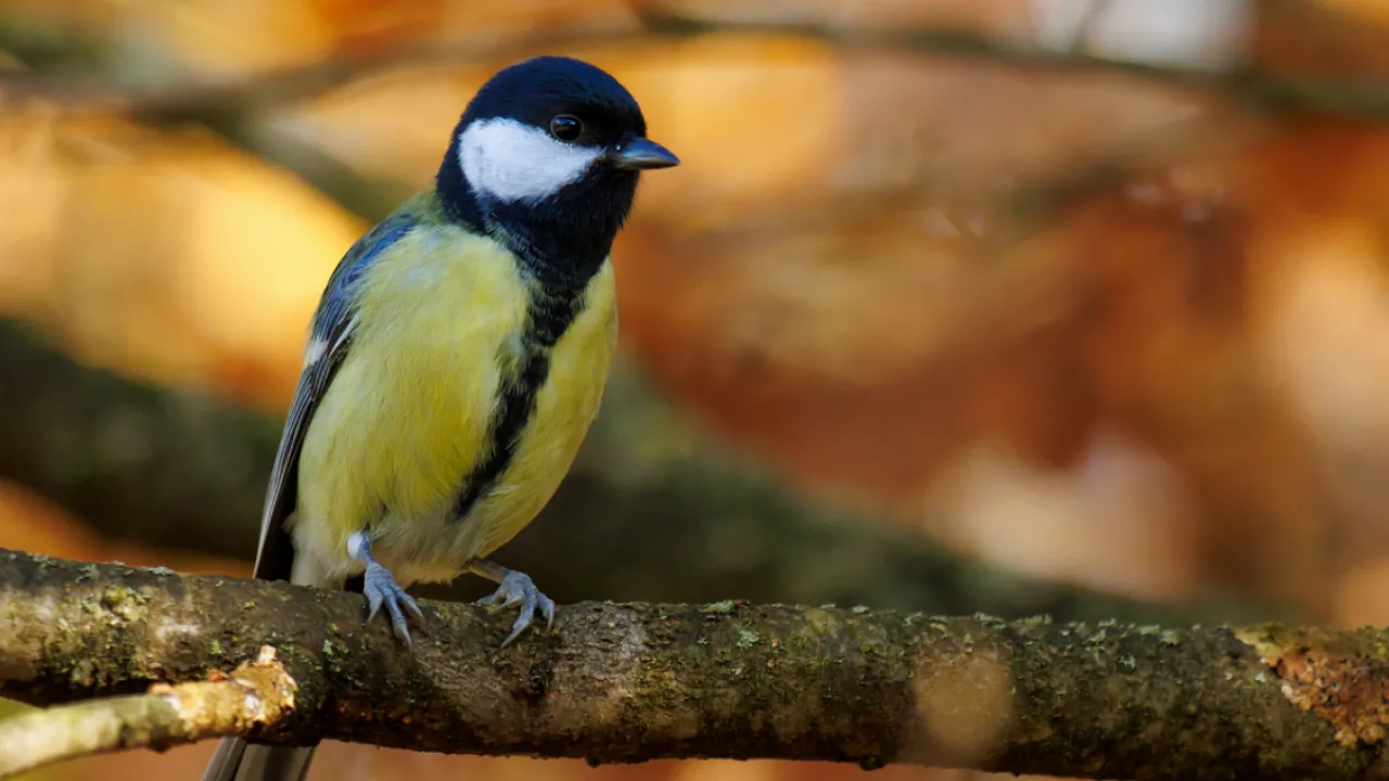 Погода у жовтні: метеоролог розповів, коли прийде осінній холод 