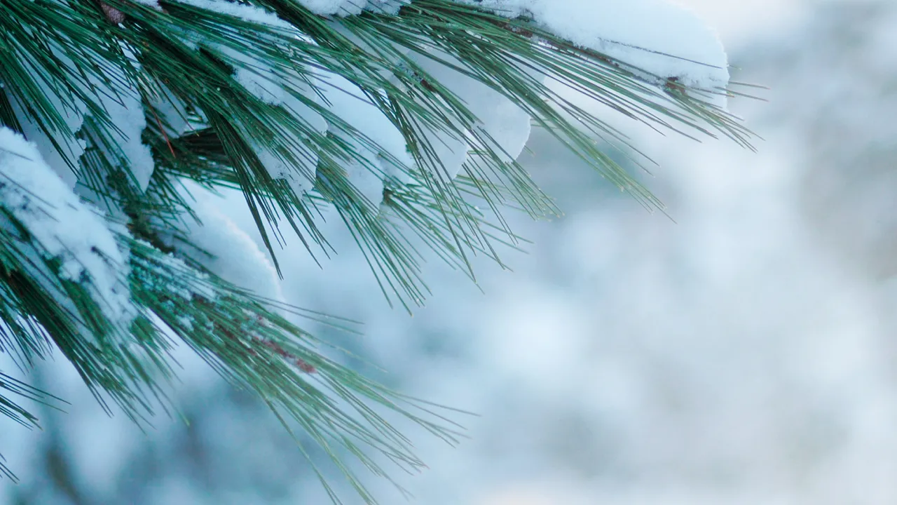 Коли прийде справжня зима та якою вона буде: останні спостереження синоптика 